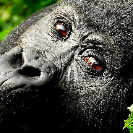 Hotel Sanctuary Gorilla Forest Camp Ntungamo  Exterior foto
