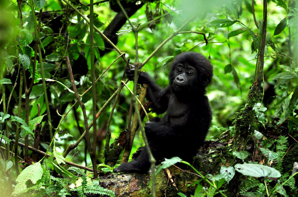 Hotel Sanctuary Gorilla Forest Camp Ntungamo  Exterior foto